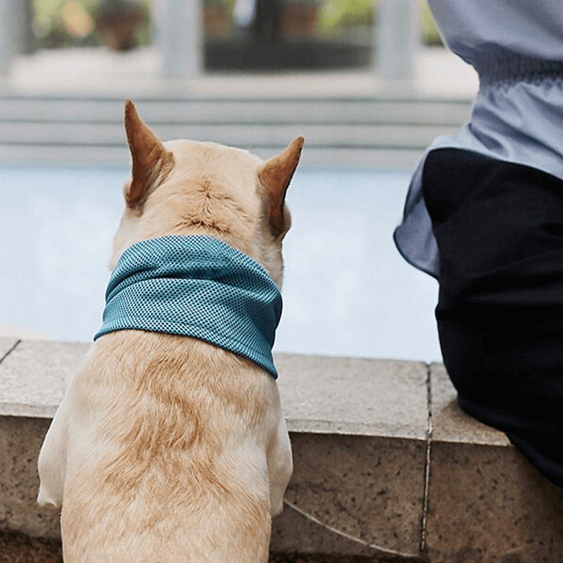 Koelhalsband voor huisdieren