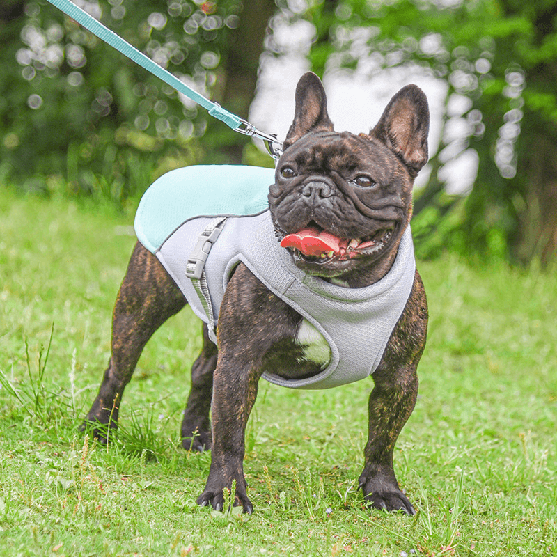 Koelvest voor honden